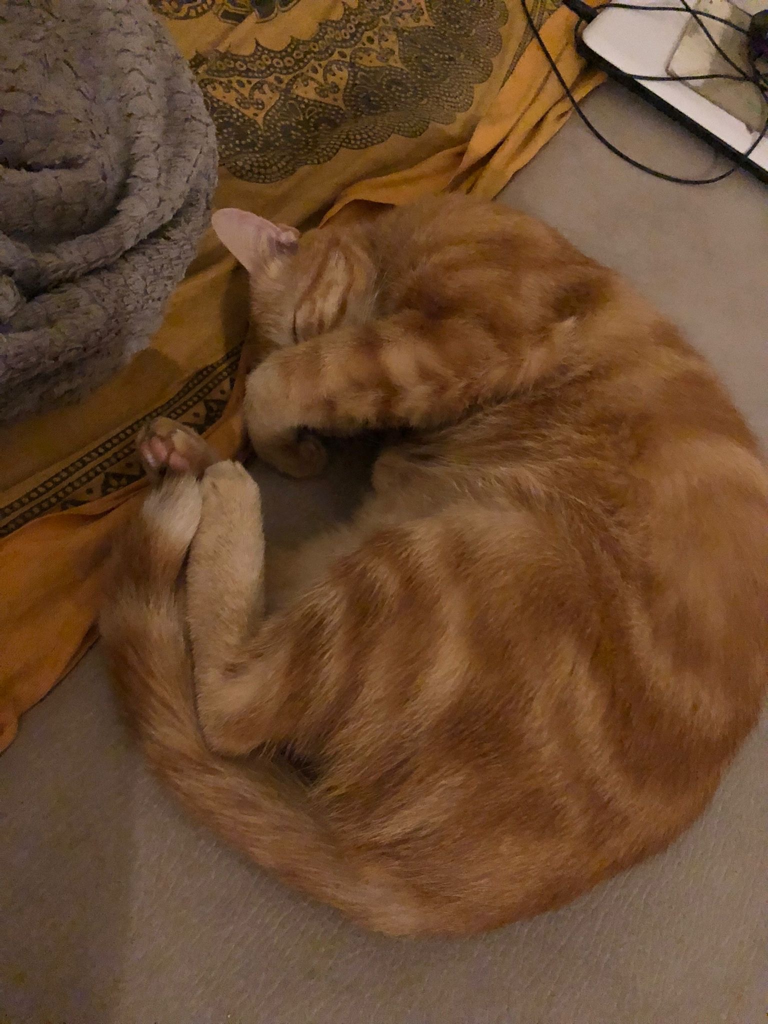 Massine - Pratviel - Tarn | Rencontre Trans