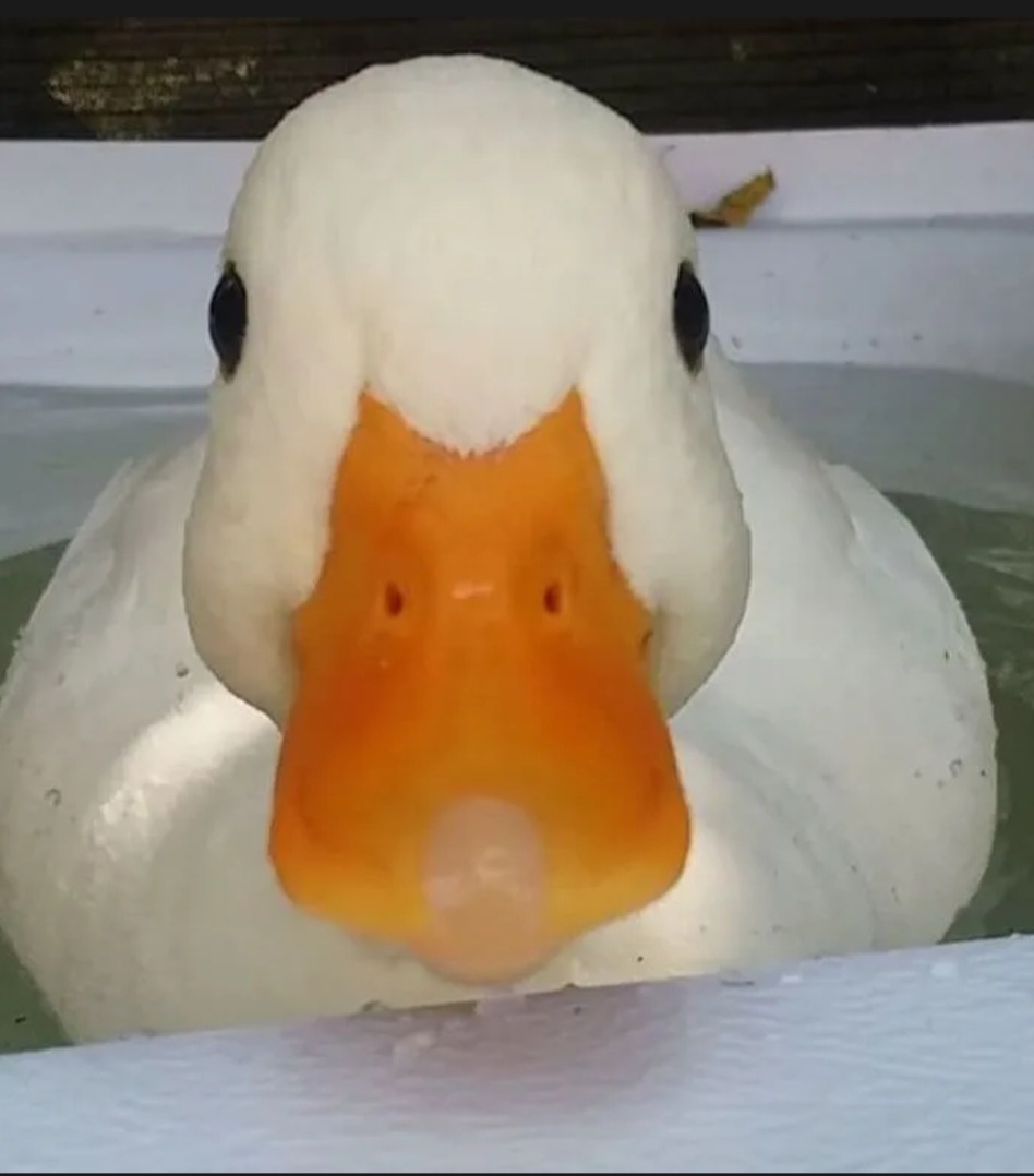 Younouss - Abaucourt-Hautecourt - Meuse | Rencontre Trans