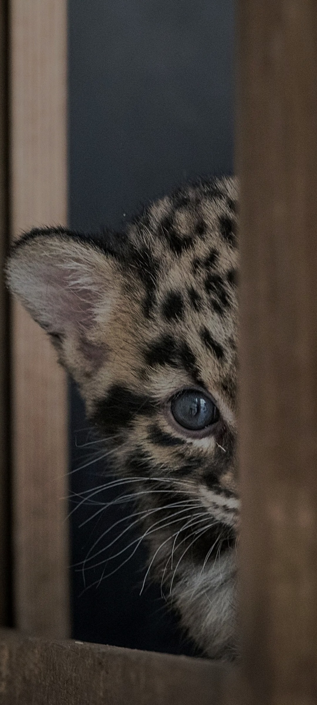 Bilhal - Forcalqueiret - Var | Rencontre Trans